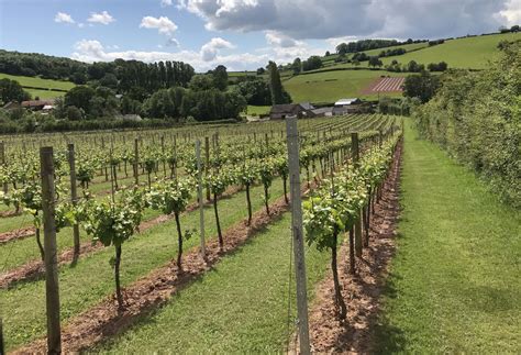 white castle vineyard abergavenny